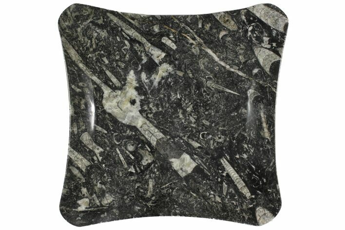Fossil Orthoceras & Goniatite Square Plate - Stoneware #140281